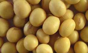 Legumes